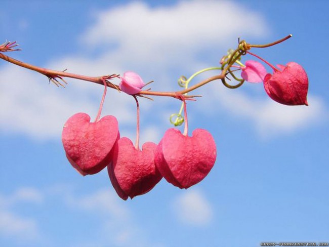 valentines-day-hearts-on-tree-wallpapers-1600x1200