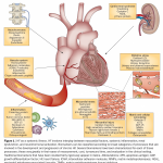 Datos escalofriantes sobre la insuficiencia cardíaca: Imágenes