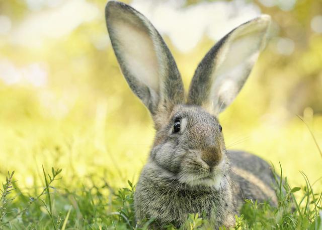 conejos6-mitos-sobre-los-conejos-que-necesitas-conocer