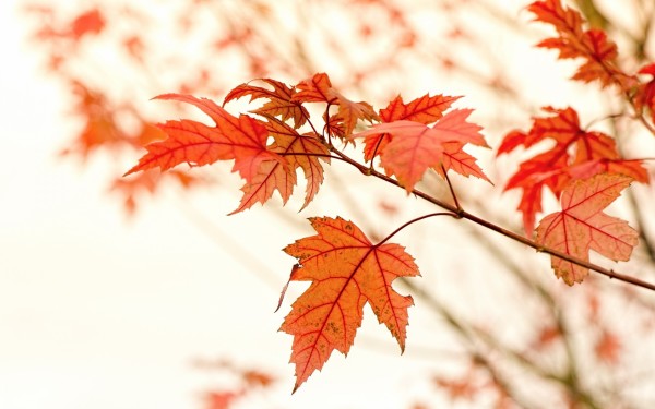 秋天的红叶高清壁纸