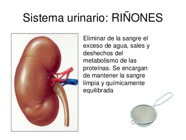 riñoninfofunciones1