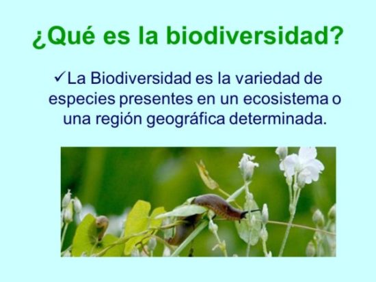 biodiversidadinfo.jpe2