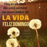 40 imágenes bonitas con frases de Felíz Domingo para descargar gratis y compartir