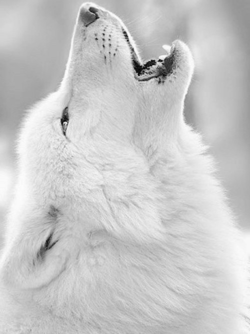 Featured image of post Fondos De Pantalla De Lobos Blancos 120 fondos de pantalla de animales muy bonitos e impresionantes
